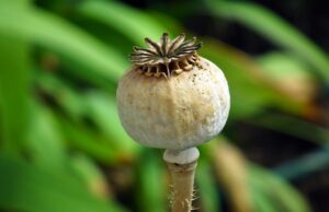 ネイチャーメイドのメラトニンは睡眠改善にどのように役立つのか？