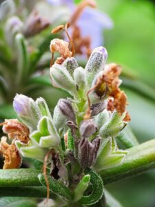 ローズマリーの昼間覚醒に効果的なアロマの使い方は？