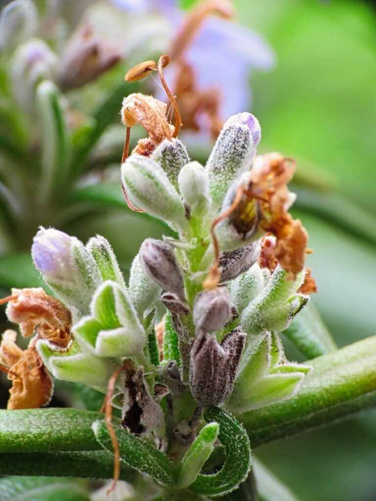 ローズマリーの昼間覚醒に効果的なアロマの使い方は？