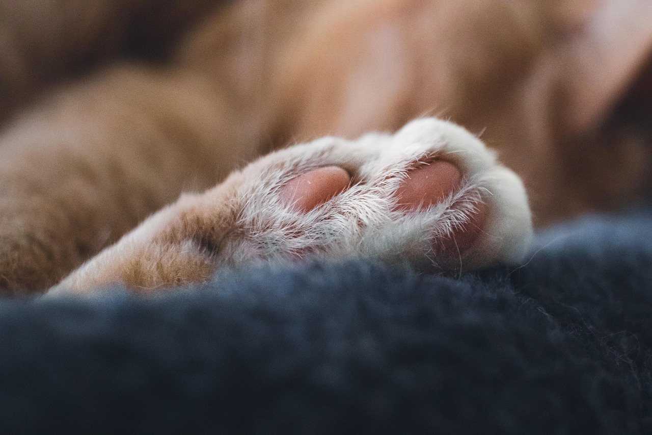 睡眠を深めるセラピーに最適なミュージック邦楽は？