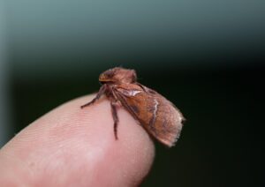 不眠症を改善するための夜更かしの影響は？