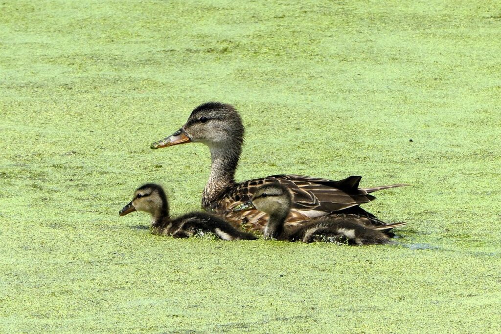 育児による睡眠不足がメンタルに与える影響とは？