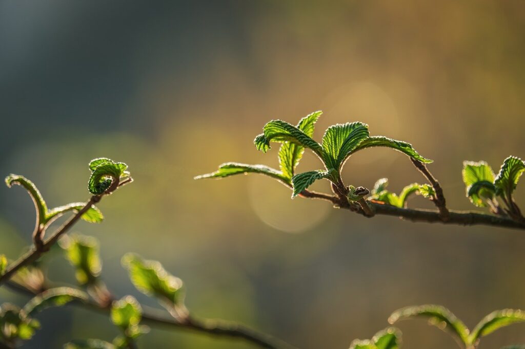 睡眠の質を上げるために朝日浴びる効果は本当にある？