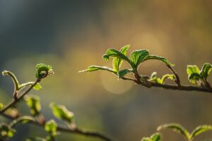 睡眠の質を上げるために朝日浴びる効果は本当にある？