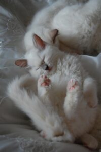 睡眠外来に通院する回数はどのくらい必要？