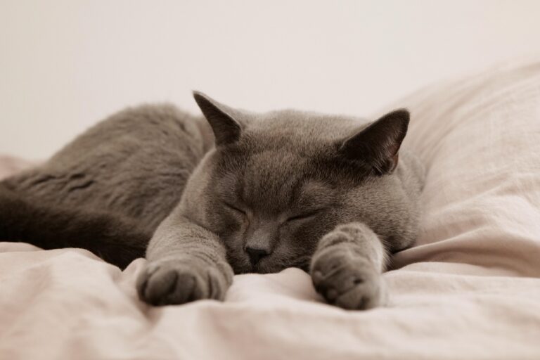 睡眠の質をチェックする方法はこれだ！あなたの睡眠を改善するヒントは？
