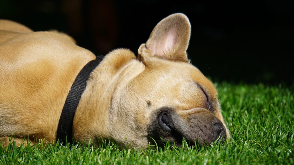 睡眠の質を上げるサプリの効果と口コミは本当に信頼できる？