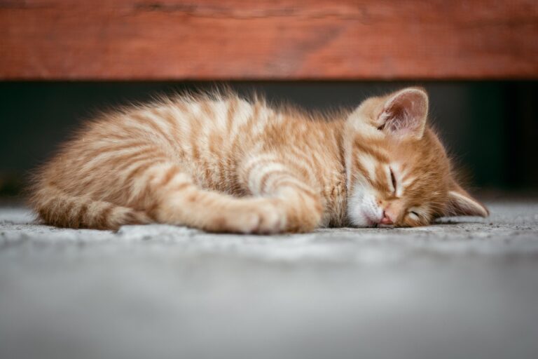 睡眠サプリは本当に効く？おすすめ商品を徹底解説！