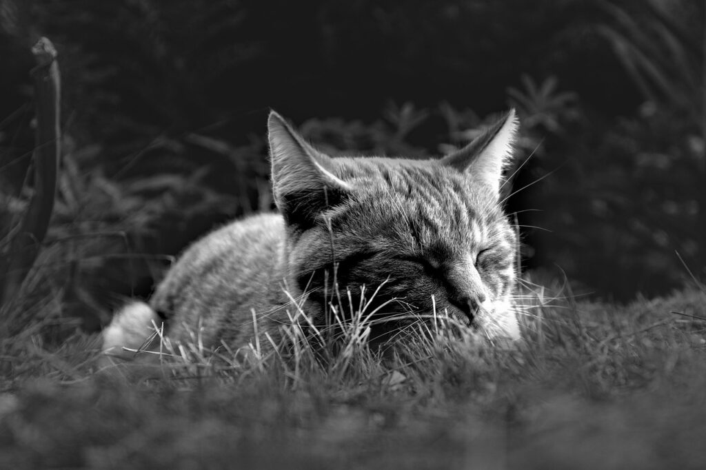 睡眠改善とメンタルケアの効果は本当か？