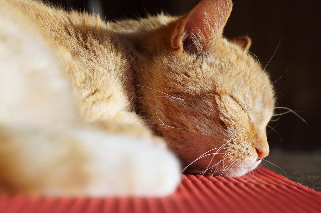 睡眠改善に音楽は本当に効くか？